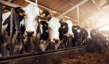 Increasing Protections for Farm Animals